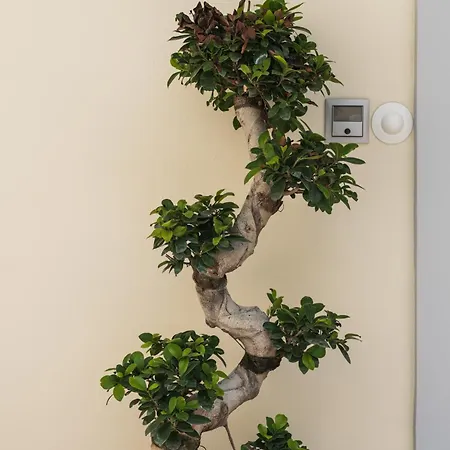 Palamoutaki Koskinou (Rhodes)