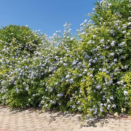 Palamoutaki Apartament Koskinou (Rhodes)