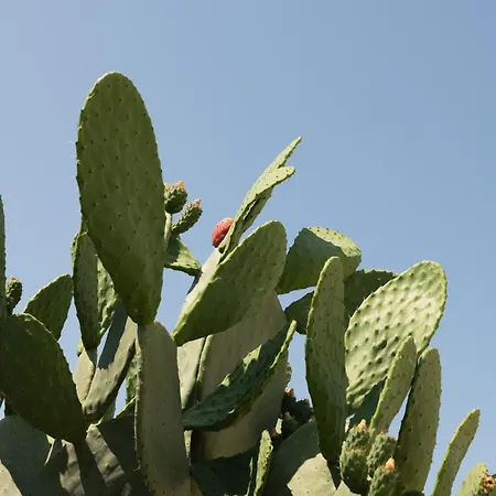 Palamoutaki Appartement Koskinou (Rhodes)