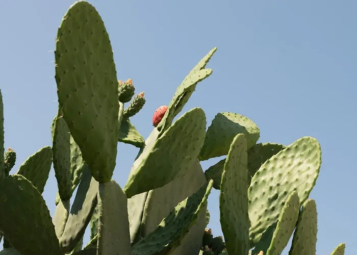 Palamoutaki Appartamento Koskinou (Rhodes)